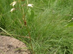 Eulophia ovalis var. bainesii leaves